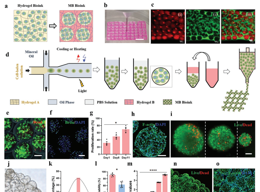 清華《AFM》3D打印載細胞的高保真微凝膠雙相生物墨水